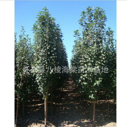 大量供應八棱海棠