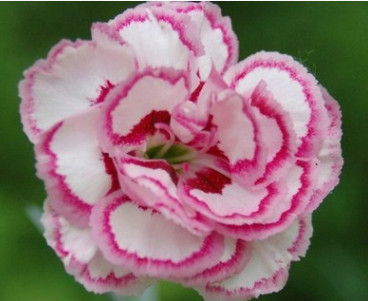 花卉種苗康乃馨種苗石竹花種苗四季播 盆栽陽(yáng)臺(tái) 種植