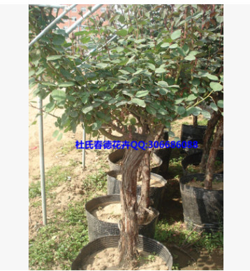 長(zhǎng)年供應(yīng)優(yōu)質(zhì)8公分月季樹玫瑰樹盆栽綠植花卉盆景量大從優(yōu)