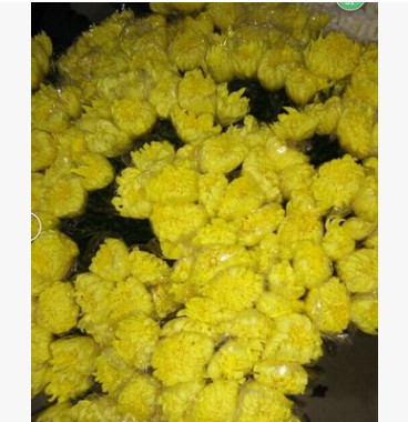 昆明鮮花批發(fā) 清明節(jié)鮮花批發(fā)大白菊花，大花菊花，切花菊