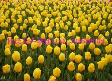 預(yù)定荷蘭進(jìn)口花卉種球郁金香種球11－12 12+