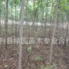 綠化批發(fā)欒樹種苗