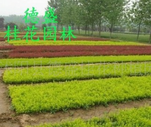 廠家直銷 批發 現貨銷售 園林植物 各類產品 有需求咨詢客服008