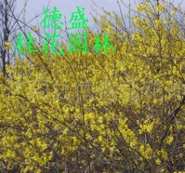 廠家直銷 批發 現貨銷售 園林植物 各類產品 有需求咨詢客服0012