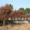 批發(fā)紅楓 綠化工程苗木 規(guī)格齊全 質(zhì)優(yōu)價廉 6公分 舉報