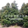 供應(yīng)多種規(guī)格廣玉蘭 白紅玉蘭 黃玉蘭 紫玉蘭