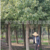 海寧苗木20公分香樟 園林綠化 行道樹(shù) 綠化樟樹(shù)