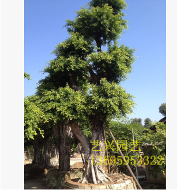 批發(fā)大型綠化樹(shù)小葉榕 園藝造型庭院樹(shù)