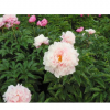 盆栽花卉1-9年苗 牡丹花苗菏澤牡丹洛陽牡丹苗牡丹花苗批發包郵