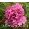 直銷供應牡丹花苗菏澤牡丹花苗盆栽 種苗 大苗包成活
