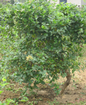 基地供應(yīng)樹型金銀花樹苗