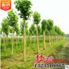 法桐苗低價批發工程綠化法桐小苗園林綠化法桐 規格齊全
