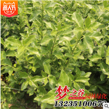 低價批發綠化衛矛小苗 四季常青衛矛球 膠東衛矛工程綠化苗木花卉