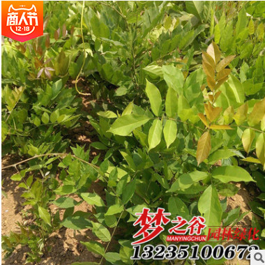 紫藤樹苗低價批發 大紫藤 多花紫藤苗 紫花紫藤爬藤植物規格齊全