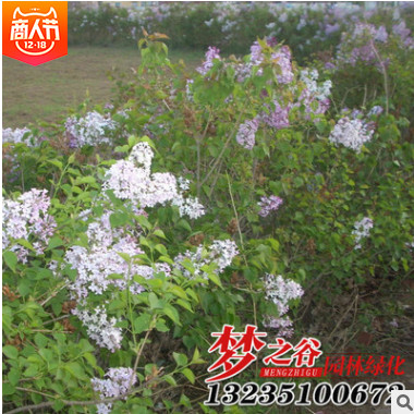 丁香苗低價批發 規格齊全 丁香小苗暴馬丁香小苗 規格齊全