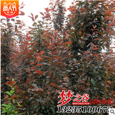基地批發苗圃綠化紫葉李小苗 園林紅葉李小苗 綠化工程景觀苗木