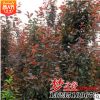 基地批發苗圃綠化紫葉李小苗 園林紅葉李小苗 綠化工程景觀苗木