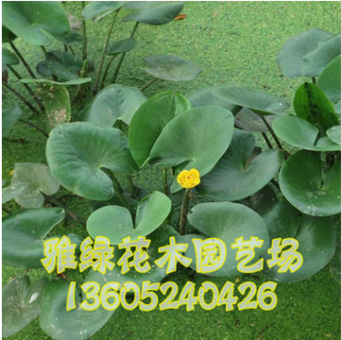 圓葉萍 萍蓬草水生植物 凈化水質(zhì) 黃金萍 常年提供 觀賞綠植