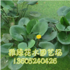 圓葉萍 萍蓬草水生植物 凈化水質 黃金萍 常年提供 觀賞綠植