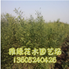 國槐喬木批發 量大優惠 國槐規格齊全 成活率高