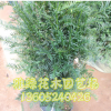 紅豆杉盆栽批發 南方紅豆杉室內盆栽 凈化空氣 綠植花卉盆栽批發