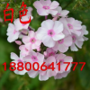 美女櫻種子混色單色 觀賞花卉陽(yáng)臺(tái)花種子籽美人櫻盆栽