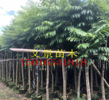 普寧揭陽仁面子基地 園林景觀市政樹人面子產(chǎn)地直銷