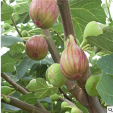 直銷無(wú)花果小苗 果樹(shù)苗木批發(fā) 優(yōu)良品種波姬紅 無(wú)花果樹(shù)苗