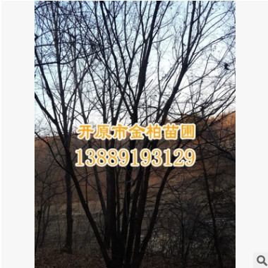五角楓基地批發(fā) 園林行道樹 觀賞植物叢生五角楓 遼寧元寶楓價格
