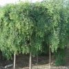 基地大量直銷優(yōu)質(zhì)垂槐樹(shù)苗 綠化工程用苗 龍瓜槐小苗 規(guī)格齊全
