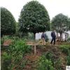 苗圃直售8 10 12公分桂花樹 金桂丹桂四季桂 品種齊全 樹型優美