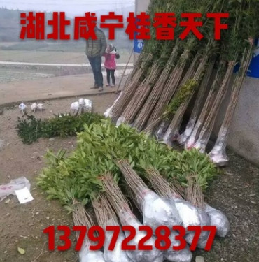 桂花樹30-180cm高金桂丹桂四季桂批發(fā) 8月桂花樹批發(fā)自產(chǎn)自銷
