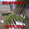 桂花樹30-180cm高金桂丹桂四季桂批發 8月桂花樹批發自產自銷
