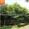 紅櫸樹苗批發(fā) 工程綠化苗木 凈化空氣 量大價格優(yōu)惠 庭蔭櫸樹苗