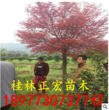園林綠化 紅楓產地 25公分紅楓 樹形漂亮