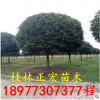 20公分桂花樹價格 桂花樹的價格