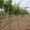 九江偉創(chuàng)園林種大量供應葡萄苗品質優(yōu)良成活率高量大從優(yōu)