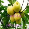 黃金梨苗 直銷 嫁接果樹苗 梨樹小苗 現(xiàn)貨充足 新品種樹苗 結(jié)果大
