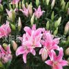 香水百合種球 ,批發(fā)，陽臺(tái)辦公室盆栽植物 當(dāng)年開花 品種齊全