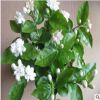 批發(fā)，盆栽茉莉花綠植 四季陸續(xù)開花 白色茉莉花苗 濃香植物