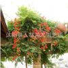 美國(guó)凌霄花 炮仗花美化庭院攀援植物生長(zhǎng)快攀爬力強(qiáng)圍欄花架專用