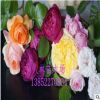 歐月，歐洲月季.藤本月季 薔薇.庭院爬藤，循環(huán)開花.品種齊全