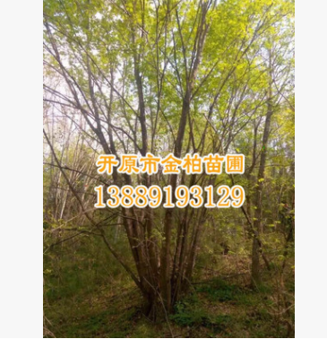 長期供應精品五角楓 叢生五角楓 樹形優美 風景行道樹 規格齊全