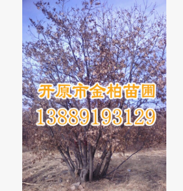 東北產地直供 蒙古櫟單株  叢生蒙古櫟 綠化行道樹 規格全