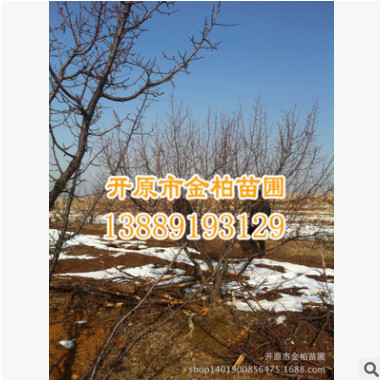 苗木基地批發 山杏  大扁杏 工程苗 質量保證 遼寧山杏價