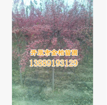供應精品 桃葉衛矛 開原絲棉木價格 北方桃葉衛矛綠化苗木