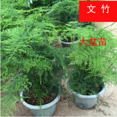 【基地直供】室內(nèi)盆栽花卉 盆栽植物 觀賞花卉 文竹