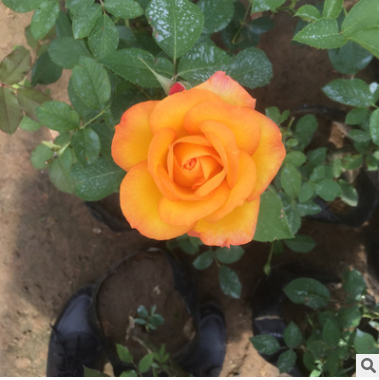 爬山虎苗 五葉地錦 爬墻高手 遮陽降溫 2年苗 藤本植物 凈化空氣