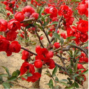 批發耐寒 貼梗海棠 海棠 日本海棠 庭院觀花 規格齊全