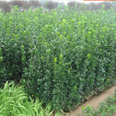 大量批發冬青苗 四季常青冬青苗 冬青衛矛苗 優質工程綠化苗木